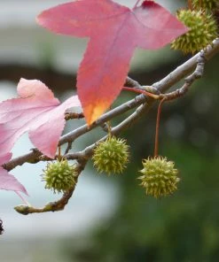 Roots Plants Sweetgum Tree | Liquidambar Styraciflua 'Worplesdon'