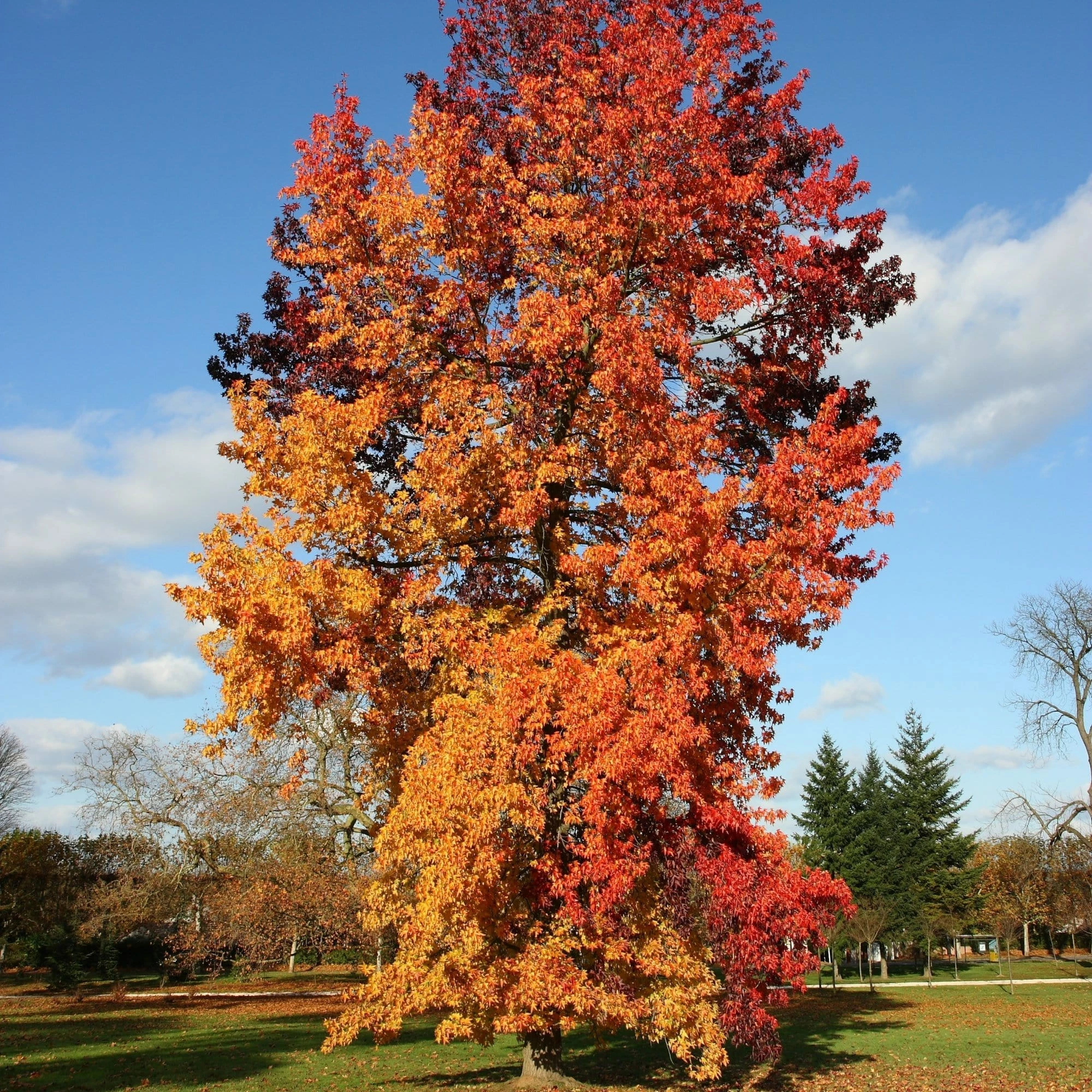 Roots Plants Trees & Shrubs Sweetgum Tree | Liquidambar Styraciflua 3 Roots Plants Trees & Shrubs Sweetgum Tree | Liquidambar Styraciflua