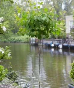 Roots Plants Trees & Shrubs Japanese Katsura Tree | Cercidiphyllum Japonicum
