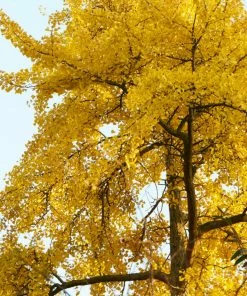 Roots Plants Trees & Shrubs Maidenhair Tree | Ginkgo Biloba