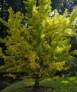 Roots Plants Trees & Shrubs Maidenhair Tree | Ginkgo Biloba