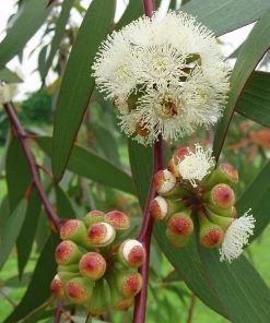 Roots Plants Snow Gum Tree | Eucalyptus Pauciflora 'Niphophila' Trees & Shrubs