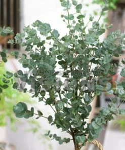 Roots Plants Hardy Eucalyptus Tree | Eucalyptus Gunnii