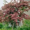Roots Plants Red Hawthorn Tree | Crataegus Laevigata 'Paul's Scarlet' Trees & Shrubs 1 Roots Plants Red Hawthorn Tree | Crataegus Laevigata 'Paul's Scarlet' Trees & Shrubs