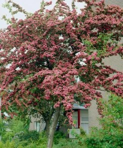 Roots Plants Red Hawthorn Tree | Crataegus Laevigata 'Paul's Scarlet' Trees & Shrubs