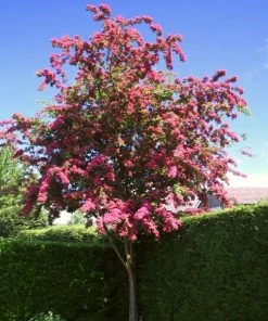 Roots Plants Red Hawthorn Tree | Crataegus Laevigata 'Paul's Scarlet' Trees & Shrubs 9 Roots Plants Red Hawthorn Tree | Crataegus Laevigata 'Paul's Scarlet' Trees & Shrubs