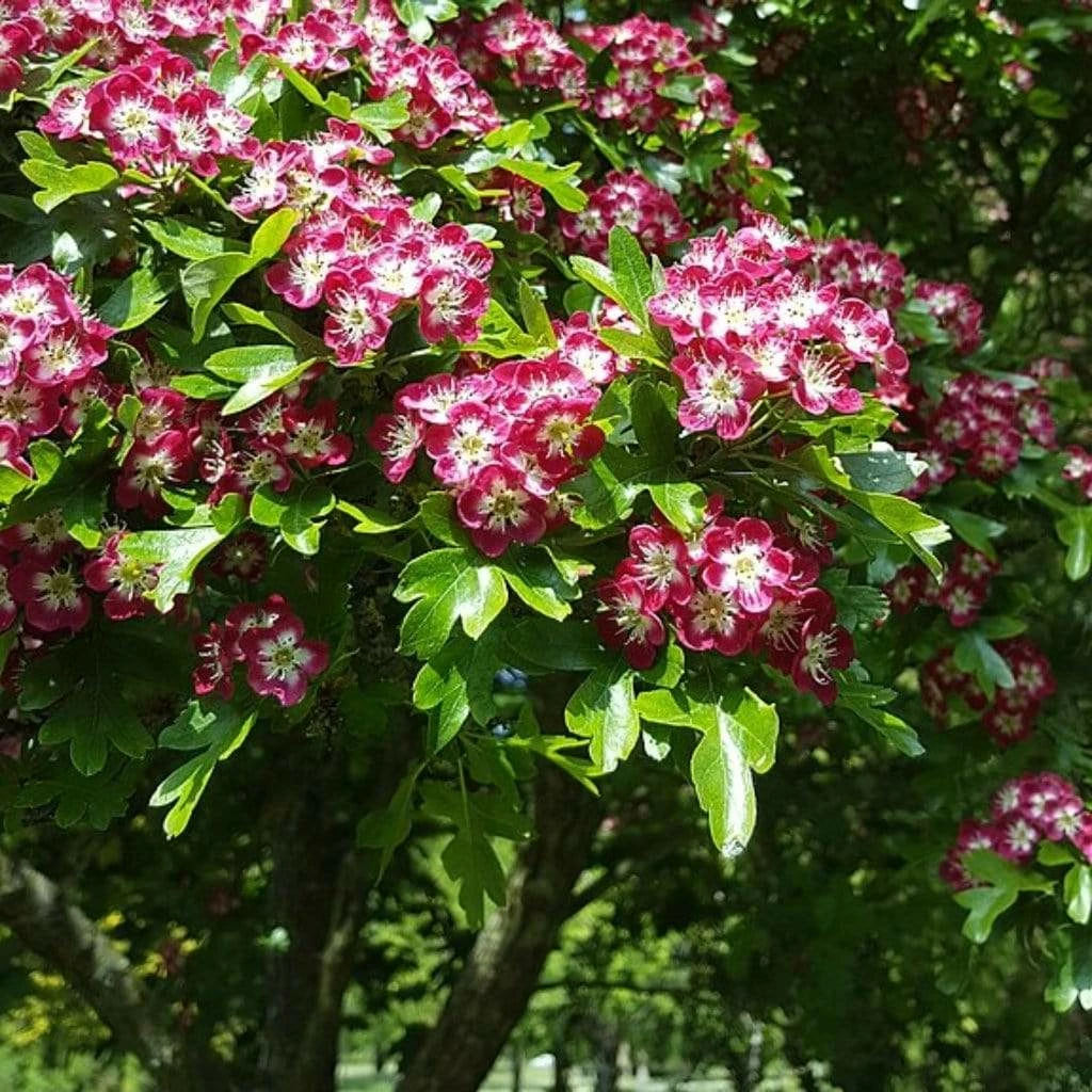 Roots Plants Red Hawthorn Tree | Crataegus Laevigata 'Paul's Scarlet' Trees & Shrubs 7 Roots Plants Red Hawthorn Tree | Crataegus Laevigata 'Paul's Scarlet' Trees & Shrubs