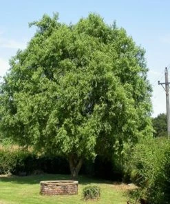 Roots Plants Trees & Shrubs Corkscrew Willow | Salix Matsudana 'Tortuosa'