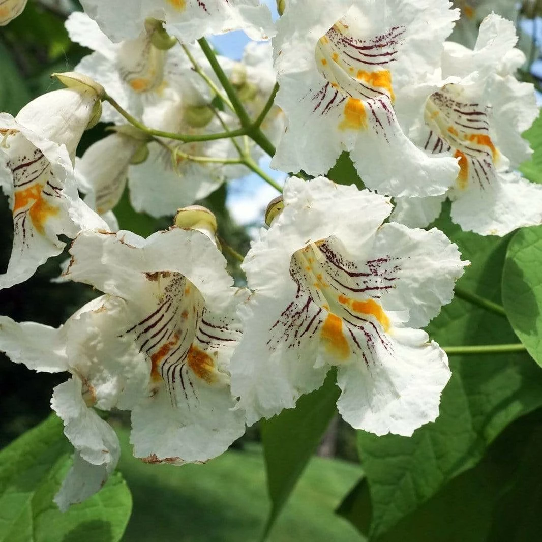 Roots Plants Indian Bean Tree | Catalpa Bignonioides 'Aurea' 5 Roots Plants Indian Bean Tree | Catalpa Bignonioides 'Aurea'