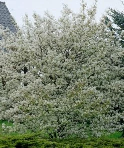 Roots Plants Trees & Shrubs Juneberry Tree | Amelanchier Lamarckii
