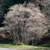 Roots Plants Trees & Shrubs Snowy Mespilus | Juneberry Tree | Amelanchier Canadensis