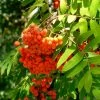 Roots Plants Trees & Shrubs Scarlet Japanese Rowan Tree | Sorbus Commixta 'Embley'