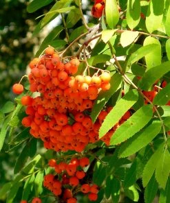 Roots Plants Trees & Shrubs Scarlet Japanese Rowan Tree | Sorbus Commixta 'Embley'