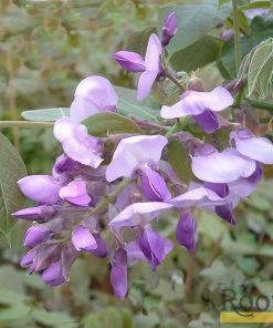 Roots Plants Wisteria Brachybotrys 'Okayama' | On A 90cm Cane In A 3L Pot