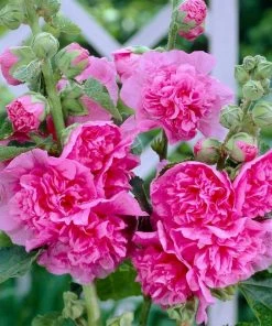 Roots Plants Hollyhock 'Chater's Rose' | Alcea | 1L Pot Perennials
