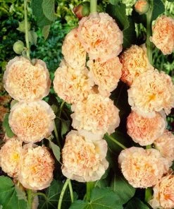 Roots Plants Hollyhock 'Chater's Salmon Pink' | Alcea | 1L Pot Perennials