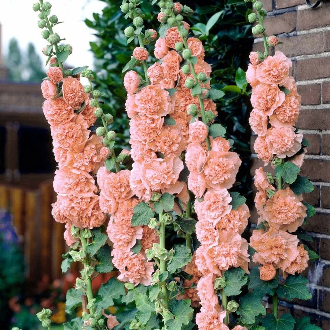 Roots Plants Hollyhock 'Chater's Salmon Pink' | Alcea | 1L Pot Perennials 4 Roots Plants Hollyhock 'Chater's Salmon Pink' | Alcea | 1L Pot Perennials