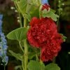 Roots Plants Hollyhock 'Chater's Scarlet' | Alcea | 1L Pot 2 Roots Plants Hollyhock 'Chater's Scarlet' | Alcea | 1L Pot
