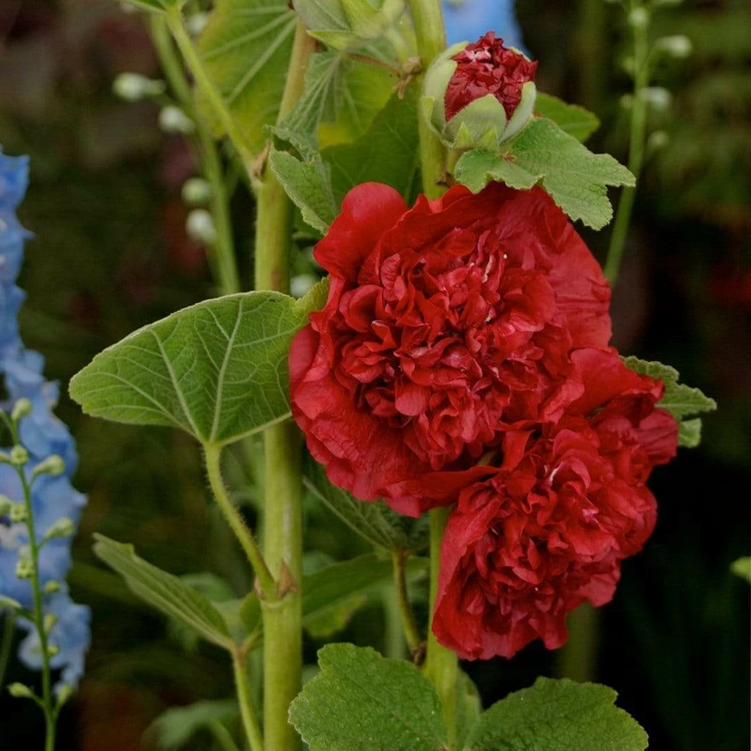 Roots Plants Hollyhock 'Chater's Scarlet' | Alcea | 1L Pot 3 Roots Plants Hollyhock 'Chater's Scarlet' | Alcea | 1L Pot