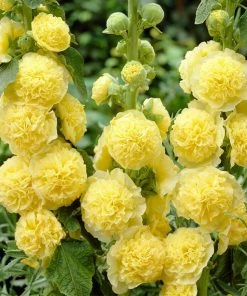 Roots Plants Hollyhock 'Chater's Yellow' |Alcea | 1L Pot Perennials
