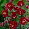 Roots Plants Aquilegia 'Bordeaux Barlow' | 10.5cm Pot Perennials