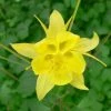 Roots Plants Perennials Aquilegia 'Denver Gold' | 10.5cm Pot