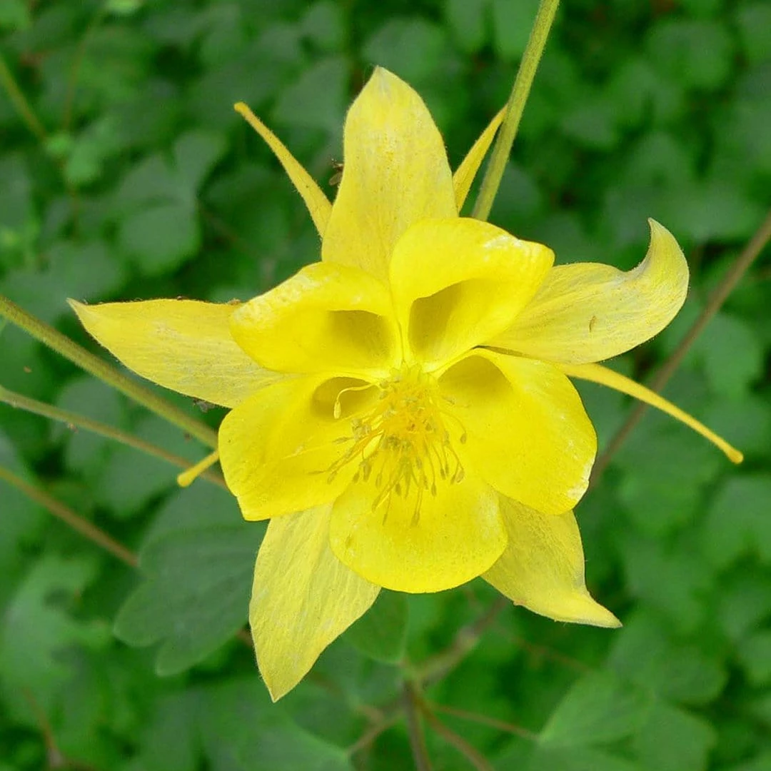 Roots Plants Perennials Aquilegia 'Denver Gold' | 10.5cm Pot 3 Roots Plants Perennials Aquilegia 'Denver Gold' | 10.5cm Pot