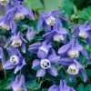 Roots Plants Aquilegia 'Spring Magic Blue & White'
