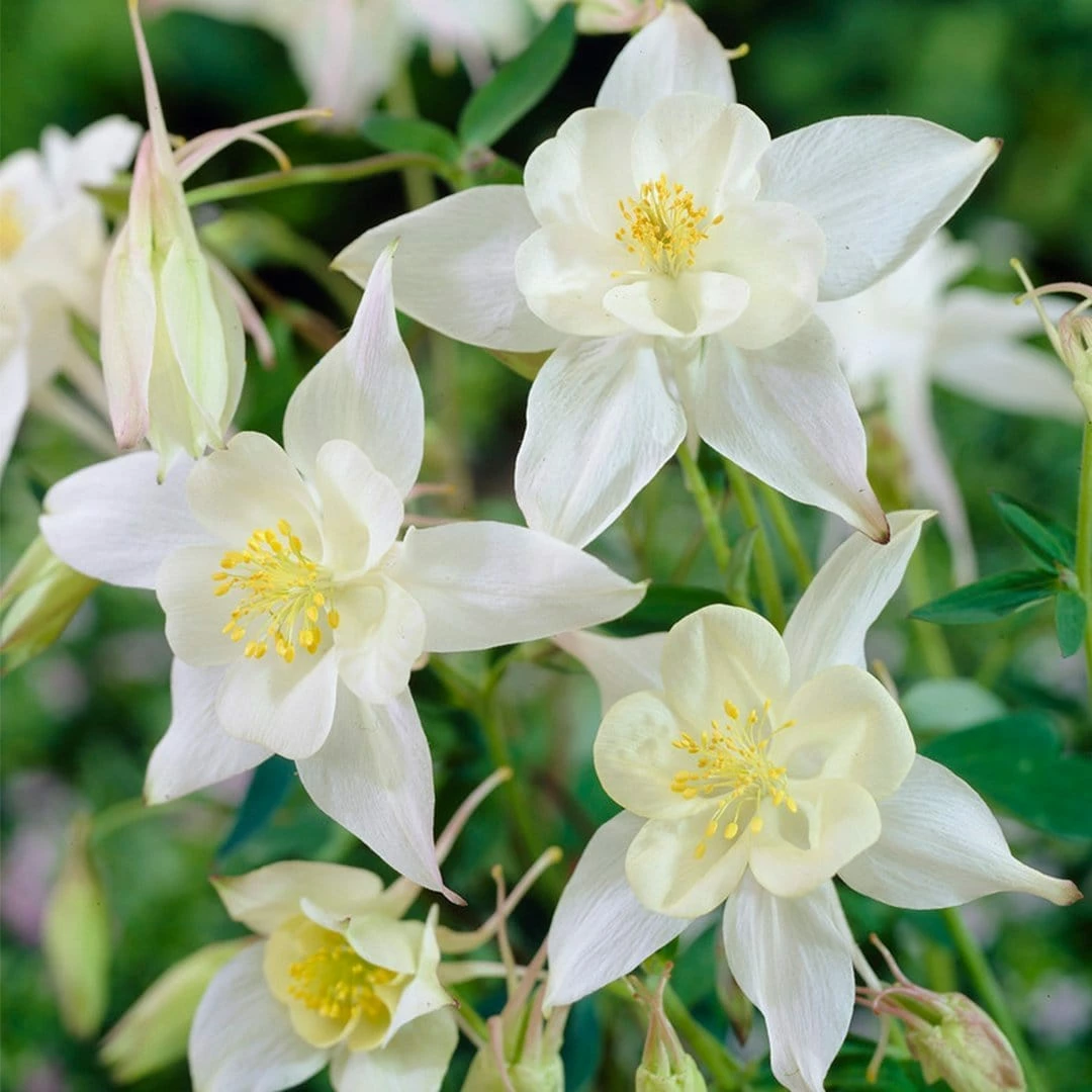 Roots Plants Aquilegia 'Spring Magic White' 3 Roots Plants Aquilegia 'Spring Magic White'