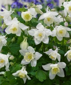 Roots Plants Aquilegia 'Spring Magic White' 7 Roots Plants Aquilegia 'Spring Magic White'