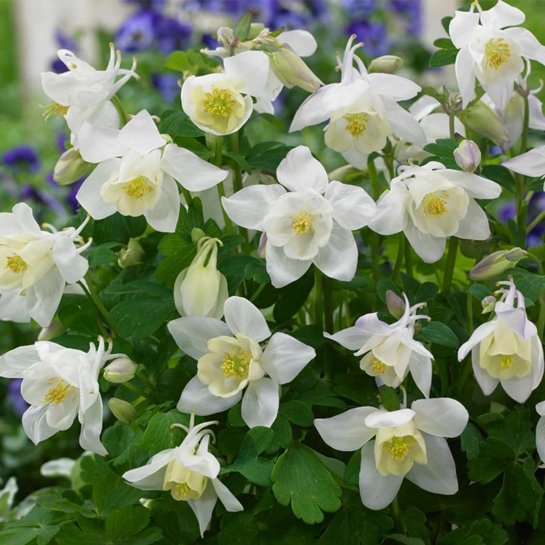 Roots Plants Aquilegia 'Spring Magic White' 5 Roots Plants Aquilegia 'Spring Magic White'