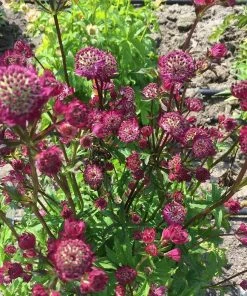 Roots Plants Astrantia 'Star Of Beauty' | 1L Pot Perennials
