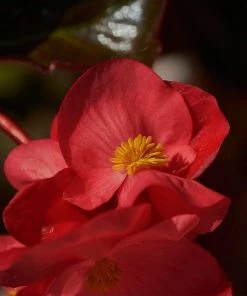 Roots Plants Begonia 'MacaRouge' | 1L Pot