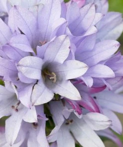 Roots Plants Campanula Collection Perennials
