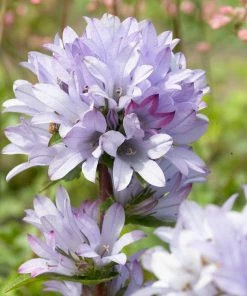 Roots Plants Campanula 'Caroline' Perennials