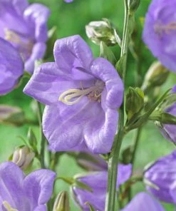 Roots Plants Campanula Collection Perennials