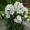 Roots Plants Campanula 'Takion White' 2 Roots Plants Campanula 'Takion White'
