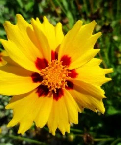 Roots Plants Coreopsis Lanceolata 'Sterntaler' Perennials