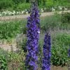 Roots Plants Delphinium 'Black Knight' | 10.5cm Pot Perennials 2 Roots Plants Delphinium 'Black Knight' | 10.5cm Pot Perennials