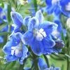 Roots Plants Delphinium 'Blue Bird' | 10.5cm Pot