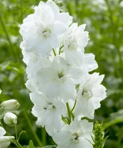 Roots Plants 9 Delphinium Camelot Collection 10.5cm Pot