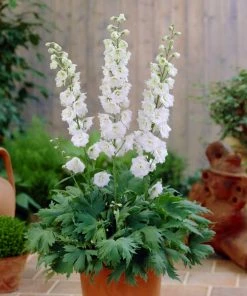 Roots Plants Delphinium 'Galahad' | 10.5cm Pot