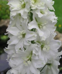 Roots Plants Delphinium 'Galahad' | 10.5cm Pot