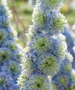 Roots Plants Delphinium Highlander Collection | 4 X 1L Pots