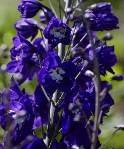 Roots Plants 9 Delphinium Camelot Collection 10.5cm Pot