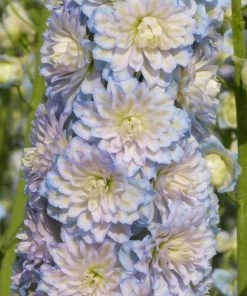 Roots Plants Delphinium 'Moonlight' | 1L Pot