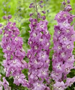 Roots Plants Delphinium 'Strawberry Fair' | 1L Pot Perennials