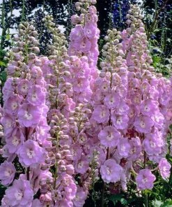 Roots Plants Delphinium 'Strawberry Fair' | 1L Pot Perennials