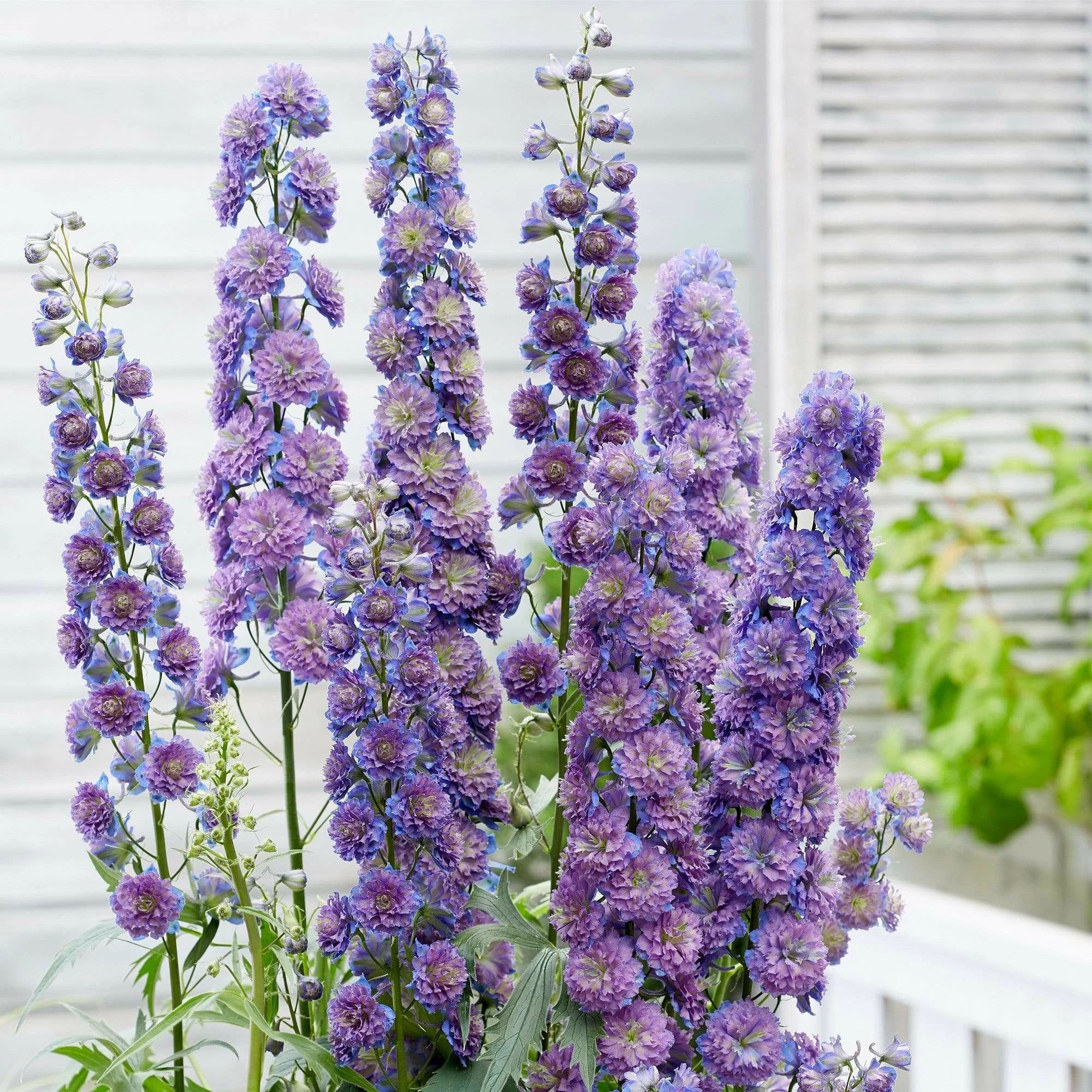 Roots Plants Perennials Delphinium 'Sweet Sensation' | 1L Pot 3 Roots Plants Perennials Delphinium 'Sweet Sensation' | 1L Pot