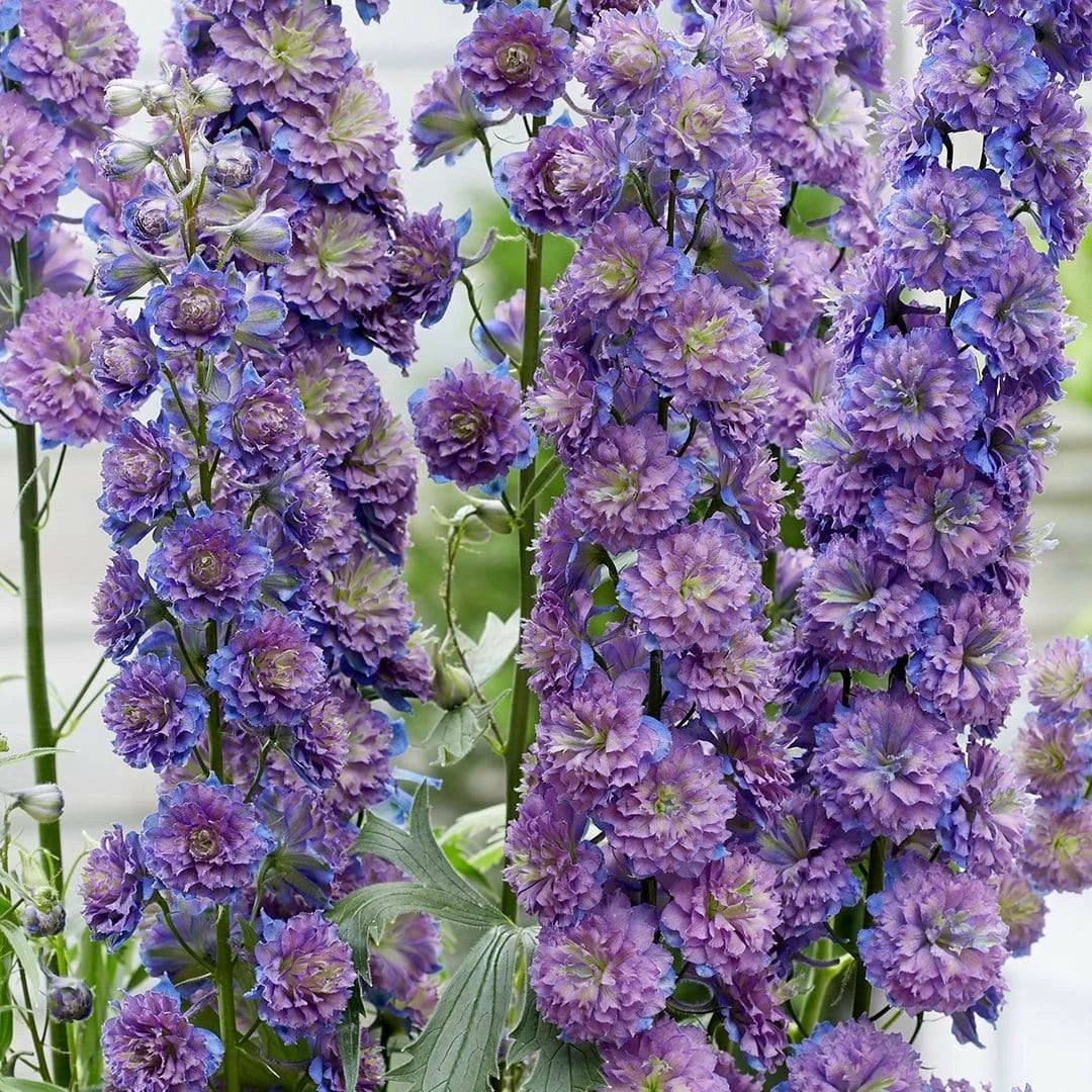 Roots Plants Perennials Delphinium 'Sweet Sensation' | 1L Pot 4 Roots Plants Perennials Delphinium 'Sweet Sensation' | 1L Pot
